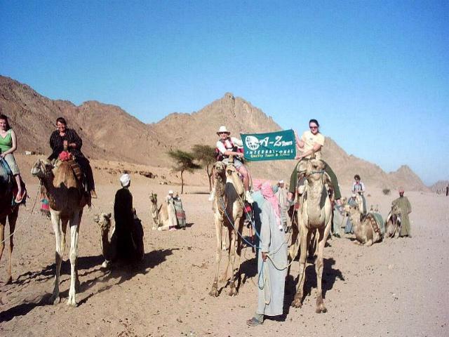 Camels Bedouin Camp