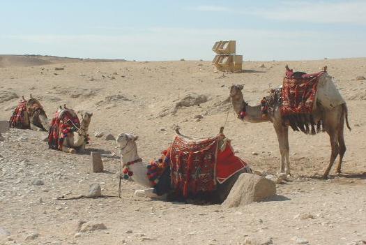 Egypt Camels